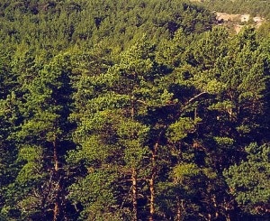 Bosco di pini silvestri (Photo Håkan Svensson courtesy of Wikimedia Commons)