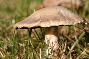 Agaricus_campestris (Photo commons.wikimedia.org)