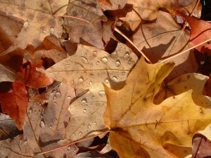 Autunno (Photo courtesy commons.wikimedia.org )