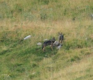 I due cuccioli di lupo avvistati in Lessinia (Photo Paolo Parricelli courtesy Archivio Parco Naturale Regionale della Lessinia)