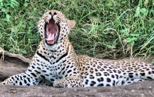 Leopard file photo, Nepal mountainnews.