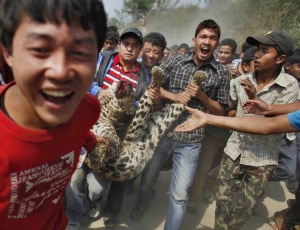 People parading leopard after killing it in retaliation in Capital Kathmandu, file photo, hungarypost.
