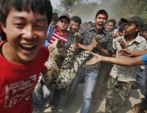 People parading leopard after killing it in retaliation in Capital Kathmandu, file photo, hungarypost. 