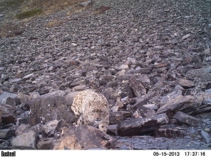 A snow leopard recently spotted at lower Mustang. During the three years study, the team lead by Dr. Ale have concluded that Mustang houses 5 snow leopards, photo:Som Ale/DNPWC