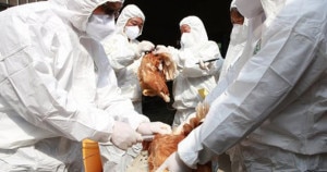 Technical persons of Rapid Response Team culling chicken at a farm in Kathmandu. Photo: File photo
