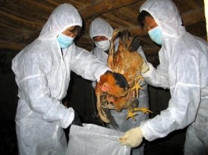 Technicians of rapid response team culled the hens at a poultry farm in Kathmandu after outbreak of bird flu. Photo: Nepal Mountain Focus