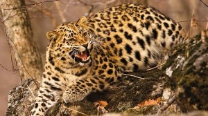 File photo of a common leopard