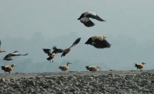 Migratory birds in Nepal, file photo, courtesy to www.myhimalayas.com 