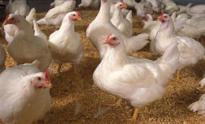 Chickens at a poultry farm in Kathmandu. Photo: File photo