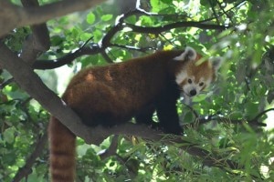 Red pandas, courtesy: facebook