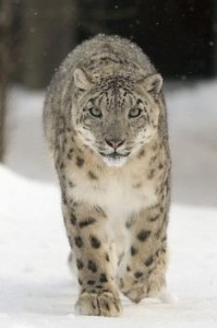 A file photo of Snow Leopard, an endangered animal with its total population counting few hundreds. 
