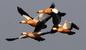 A group of migratory birds. File Photo: Ritu Raj Konwar.