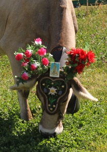 Festa della Transumanza, Aprica (Foto A. Stefanini)