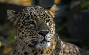 Leopard, file photo.