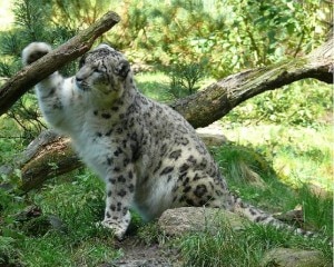 Leopardo delle nevi (Photo wikimedia)