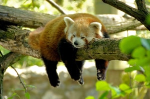 In this file photo, a panda taking short snap at the premise of Singaleela National Park in Nepal-India border.