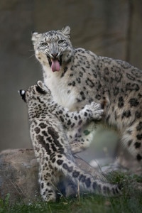 Brookfield Zoo Introduces 3-Month Old Snow Leopard Cub To Public