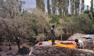 Coltivazioni di albicocche in Pakistan, nel parco del Karakorum