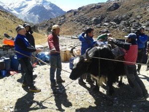 Agostino Da Polenza e il team impegnato con gli yak della spedizione Cobat EvK2Cnr