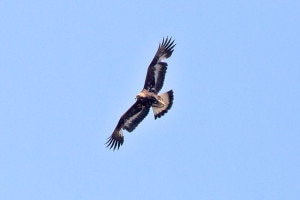 Aquila reale (Photo Juan Lacruz courtesy of Wikimedia Commons)