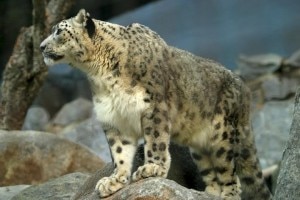 Lightmatter_snowleopard