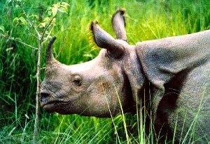 One horned rhino in Chitwan National Park, Nepal, file photo.