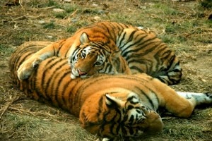 Tigers at the Chitwan National Park. Photo: File photo