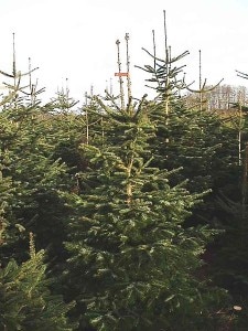 Alberi di Natale (Photo Hinrich courtesy of Wikimedia Commons)