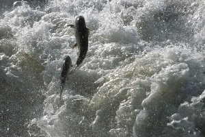 Salmoni (Photo Michel Roggo courtesy www.wwf.ch)