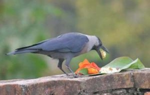 In this file photo a crow is seen taking in the nibble offered by people on the occasion of Kaag Tihar, the first day of second greatest Hindu festival Tihar, which is also called as Dipawali and Yamapanchak.