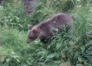 Giovane orso (Photo Hans-Petter Fjeld courtesy of Wikimedia Commons)