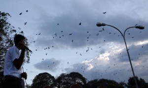 Crows flock around as Gautam Sapkota, a self-proclaimed 'crow caller', produces bird sounds to attract them, in Kathmandu October 16, 2009.  Sapkota, who can produce 151 different types of bird calls, will perform when the country celebrates the Hindu 'Tihar Festival' in which animals such as crows, dogs and cows are worshipped.  REUTERS/Shruti Shrestha (NEPAL RELIGION SOCIETY ANIMALS) 