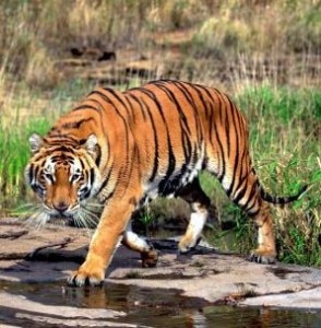 A tiger roaming inside Bardiya National Park located at southern region of Nepal.File photo, nepalmountainnews.com