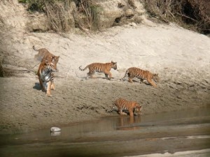 In this file photo, tigers roaming inside the Bardiya National Park located at the southern region of Nepal. Photo:WWF