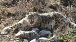 The snow leopard was captured using a modified Aldrich foot snare equipped with satellite/VHF trap transmitters, which is a tried and tested means. The snow leopard made no during the capture. Photo: Kamal Thapa/WWF Nepal.