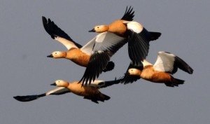 A group of migratory birds. File Photo/NMF