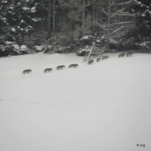 Branco di lupi nel San Gallo (Phot courtesy Wwf Svizzera)