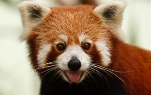 A file photo of Red panda, file photo/ NMF.