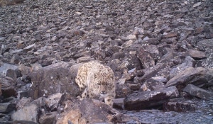 In this 18 July, 2013 photo made public by DNPWC, an adult snow leopard roaming at Annapurna Conservation Area (Jomsom-Muktinath-Lubra valley) in western Nepal. This is the fourth individually-identified snow leopard from around Mustang that was captured in one of the several cameras. Photo : DNPWC