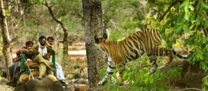 A female tiger roaming at Chitwan National Park. Photo: trekkingagencynepal.com