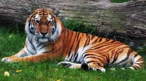 A file photo of the stripped tiger found in Nepal.
