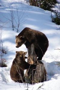 Photo of Alto Adige, avvistati due orsi nei boschi di Termeno