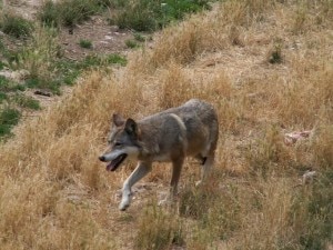 Lupo appenninico (Photo Jairo S. Feris Delgado courtesy of Wikimedia Commons)