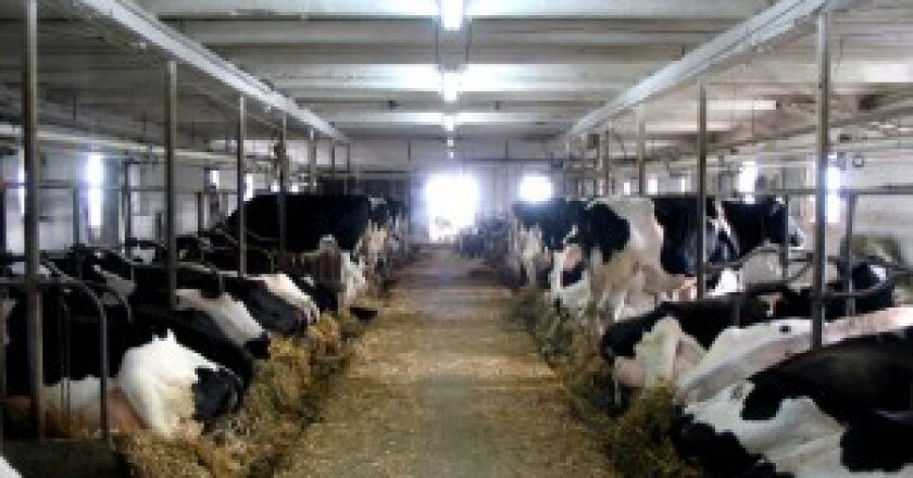 Cows_on_a_farm_-_by_Eric_Dufresne-300x225.jpg
