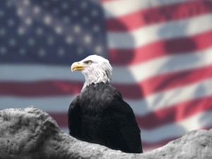 Eagle_and_American_Flag_by_Bubbels-300x225.jpg