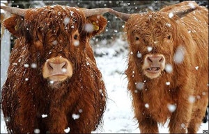 Highland-cattle-scotland_photo BBC