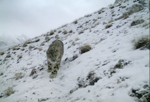 Snow leopard fotografato in Pakistan (Photo courtesy N.Geographic)