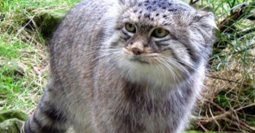 cat-pallas-296x300.jpg