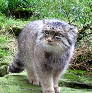 A file photo of Pillas cat. Photo: www.felineconservation.org