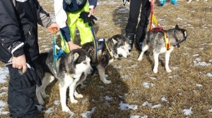 Gli husky salvati (Photo Corpo Forestale dello Stato)